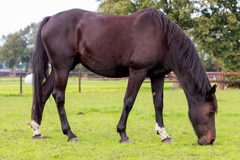 hiPRO groothandel in paardenvoer, een goede aanvulling op ruwvoer zoals gras