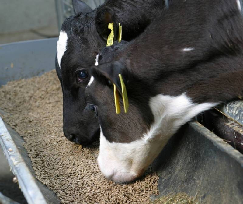Bij goede jongvee voeding hoort melk van Denkamilk en ruw- en krachtvoer