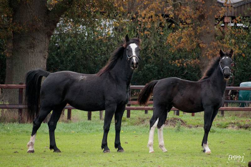 2 paarden met hiPRO paardenvoeders als aanvulling op ruwvoer