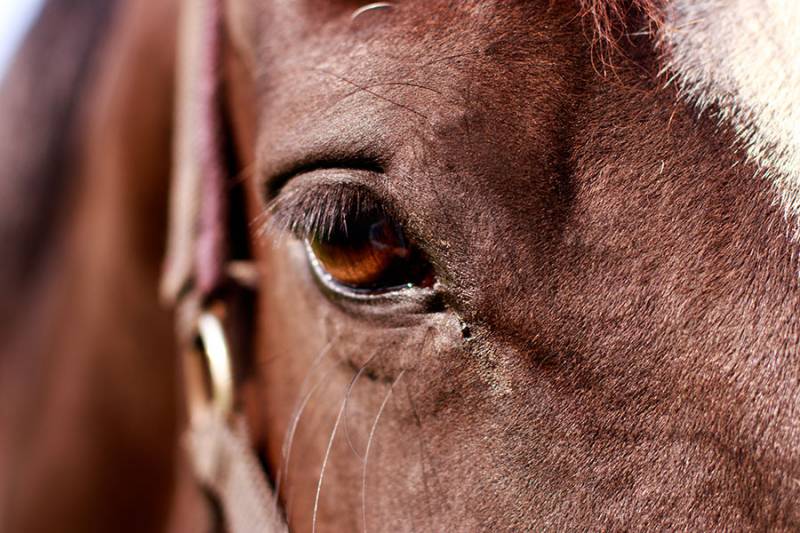 Gezond en smakelijk paardenvoer kunt u online bestellen bij hiPRO